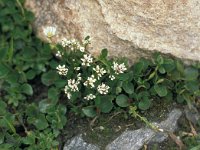 Cardamine resedifolia 6, Saxifraga-Jan van der Straaten