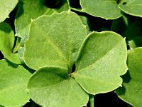 Cardamine trifolia