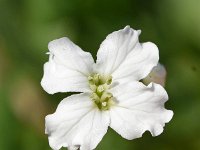 Cardamine trifolia 4, Saxifraga-Sonja Bouwman,  Three-leaved bittercress - Cardamine trifolia - Brassicaceae familie