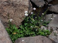 Cardamine uliginosa