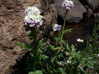 Cardamine uliginosa 2, Saxifraga-Ed Stikvoort