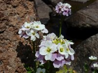 Cardamine uliginosa 3, Saxifraga-Ed Stikvoort