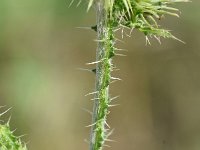 Carduus acanthoides 21. Langstekelige distel, Saxifraga-Sonja Bouwman  907. Langstekelige distel - Carduus acanthoides - Asteraceae familie (i)