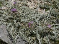 Carduus carlinoides 11, Saxifraga-Willem van Kruijsbergen