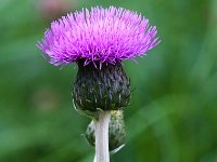 Carduus defloratus, Variable-leaved Thistle