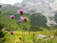 Carduus defloratus 12, Saxifraga-Ed Stikvoort