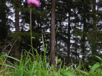 Carduus defloratus 13, Saxifraga-Ed Stikvoort