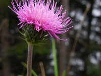 Carduus defloratus 14, Saxifraga-Ed Stikvoort