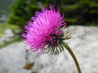 Carduus defloratus 16, Saxifraga-Ed Stikvoort