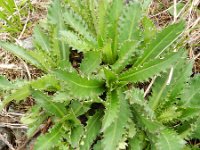 Carduus defloratus 17, Saxifraga-Rutger Barendse