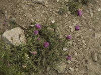 Carduus defloratus ssp defloratus 1, Saxifraga-Willem van Kruijsbergen