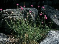 Carduus defloratus ssp defloratus 26, Saxifraga-Jan van der Straaten