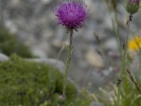 Carduus defloratus ssp defloratus 3, Saxifraga-Willem van Kruijsbergen