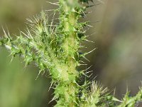 Carduus meonanthus 5, Saxifraga-Sonja Bouwman  Carduus meonanthus - Asteraceae familie