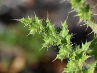 Carduus meonanthus 6, Saxifraga-Sonja Bouwman  Carduus meonanthus - Asteraceae familie