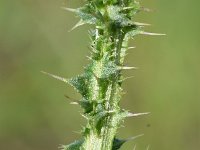 Carduus nutans 41, Knikkende distel, Saxifraga-Sonja Bouwman