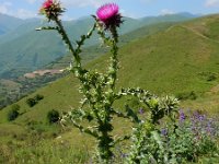 Carduus nutans 43, Knikkende distel, Saxifraga-Ed Stikvoort