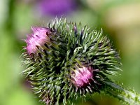 Carduus personata 12, Saxifraga-Sonja Bouwman  Great marsh thistle - Carduus personata - Asteraceae familie