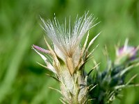 Carduus tenuiflorus 4, Tengere distel, Saxifraga-Sonja Bouwman  1088. Tengere distel - Carduus tenuiflorus - Asteraceae familie (i)