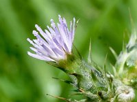 Carduus tenuiflorus 7, Tengere distel, Saxifraga-Sonja Bouwman  1088. Tengere distel - Carduus tenuiflorus - Asteraceae familie (i)