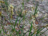 Carex arenaria 31, Zandzegge, Saxifraga-Ed Stikvoort