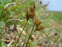 Carex arenaria 33, Zandzegge, Saxifraga-Ed Stikvoort