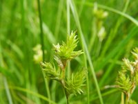 Carex brizoides 5, Trilgraszegge, Saxifraga-Rutger Barendse