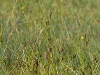 Carex davalliana 14, Veenzegge, Saxifraga-Mark Zekhuis