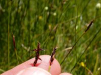 Carex davalliana 15, Veenzegge, Saxifraga-Ed Stikvoort