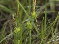 Carex demissa