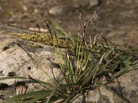 Carex digitata 7, Vingerzegge, Saxifraga-Willem van Kruijsbergen