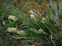 Carex distans 32, Zilte zegge, Saxifraga-Ed Stikvoort