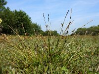 Carex distans 33, Zilte zegge, Saxifraga-Ed Stikvoort