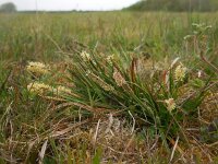 Carex distans 34, Zilte zegge, Saxifraga-Ed Stikvoort