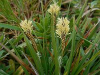 Carex distans 35, Zilte zegge, Saxifraga-Ed Stikvoort