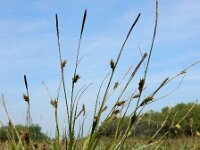 Carex distans 36, Zilte zegge, Saxifraga-Ed Stikvoort