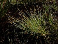 Carex echinata 21, Sterzegge, Saxifraga-Ed Stikvoort