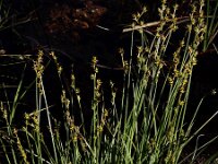 Carex echinata 22, Sterzegge, Saxifraga-Ed Stikvoort
