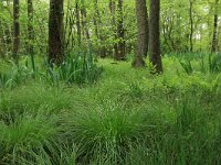 Carex elongata 10, Elzenzegge, Saxifraga-Hans Boll