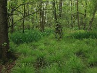 Carex elongata 13, Elzenzegge, Saxifraga-Hans Boll