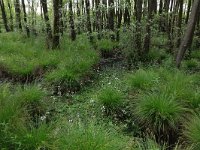 Carex elongata 17, Elzenzegge, Saxifraga-Hans Boll