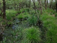 Carex elongata 21, Elzenzegge, Saxifraga-Hans Boll