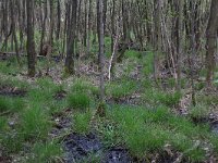 Carex elongata 25, Elzenzegge, Saxifraga-Hans Boll