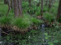 Carex elongata 26, Elzenzegge, Saxifraga-Hans Boll