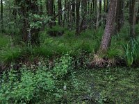 Carex elongata 28, Elzenzegge, Saxifraga-Hans Boll