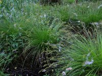 Carex elongata 31, Elzenzegge, Saxifraga-Hans Boll