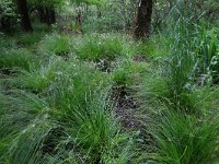 Carex elongata 35, Elzenzegge, Saxifraga-Hans Boll