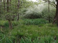 Carex elongata 37, Elzenzegge, Saxifraga-Hans Boll