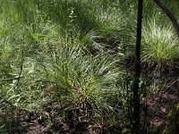 Carex elongata 4, Elzenzegge, Saxifraga-Peter Meininger