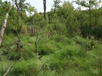 Carex elongata 40, Elzenzegge, Saxifraga-Hans Boll